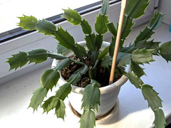 Inexperienced with house plants... is this too ambitious?