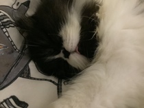 Getting stressed at work. Please send pictures of your dogs and kitties to cheer me up!