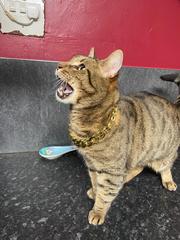 Thug cat part 3.  Unbidden guests are often welcomest when they are gone.