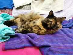 Single but not looking? Share the highs & lows