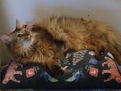 Ragdoll or moggy