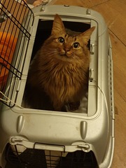 Ragdoll or moggy