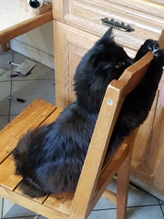 What's your DCat up to today? (Thread 8)