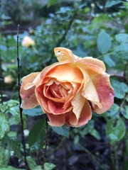 What's looking good in your garden this month?