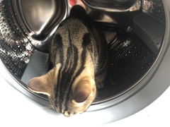 Cat chat thread we've lost count