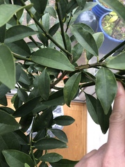Damaged tree - is it doomed?