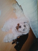Does anyone own rare native breed dog?