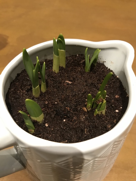 Spring is coming. Anyone else want to look at cheery photos?