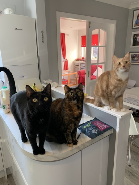 Cat chat thread we've lost count