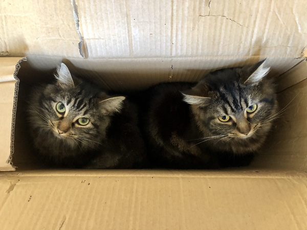 Cat chat thread the umpteenth - the Café is open all welcome