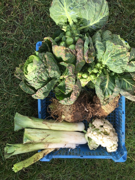 Allotment/Veg Patch Thread 16  Weather weirdness prevails !
