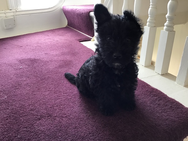 My dog is super cute and I think everyone deserves to appreciate her cuteness!