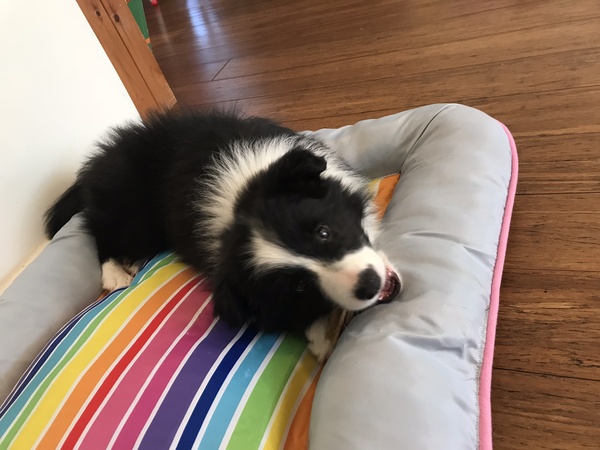 Let's see your collie puppies!