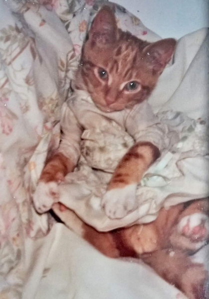 To have just bought a cat jumper. For my cat.