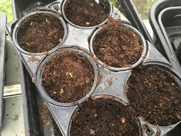Sweet pea help!