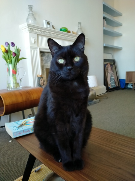 Let’s have a pet picture thread