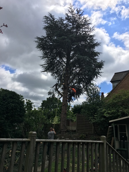 neighbours cutting down trees...completely annoyed