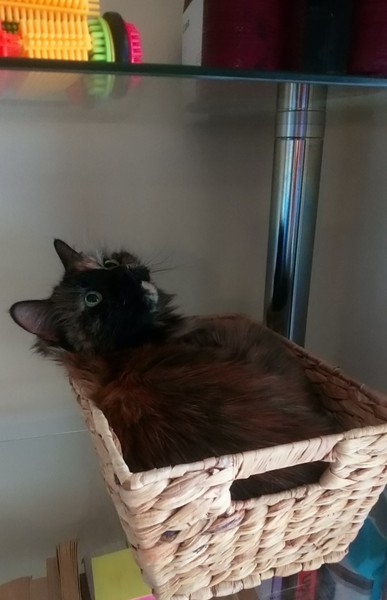Show me your rescue cat, pleeease!