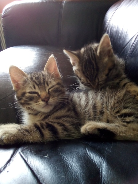 What age/size was your kitten spayed?