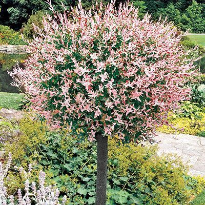 Please find me a magic shrub