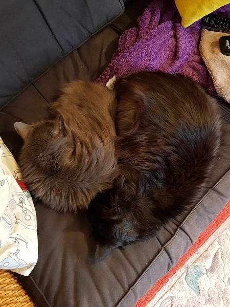 Cat chat thread we've lost count