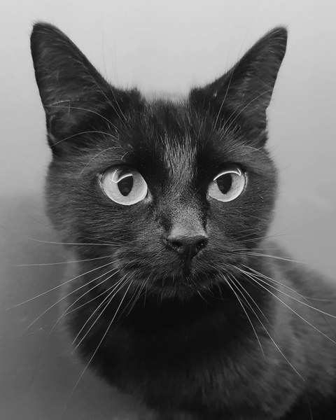 what funny things do your pets do?