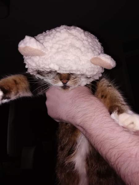 To have just bought a cat jumper. For my cat.
