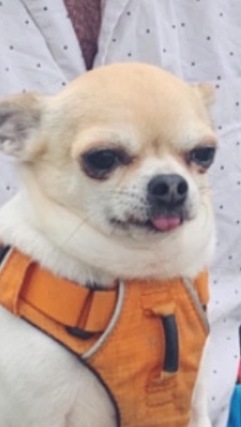 Best dog names you've ever come across