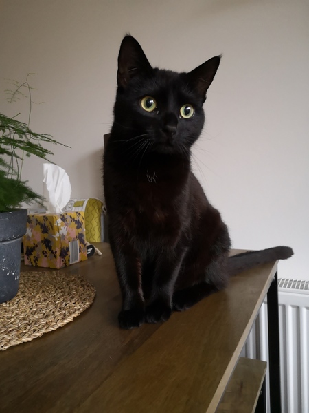 Week 3 - Jan '21 Low Carb Bootcamp - time for Light?