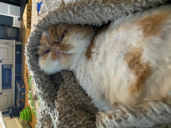 Clingy Cat