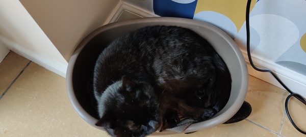 If my cat had AIBU...
