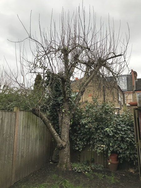 Is there any hope for this apple tree?