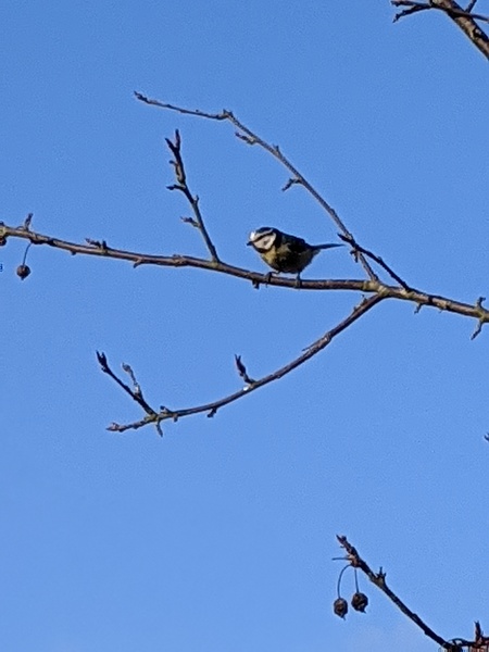 Settle an argument please, is this a blue tit or a great ti