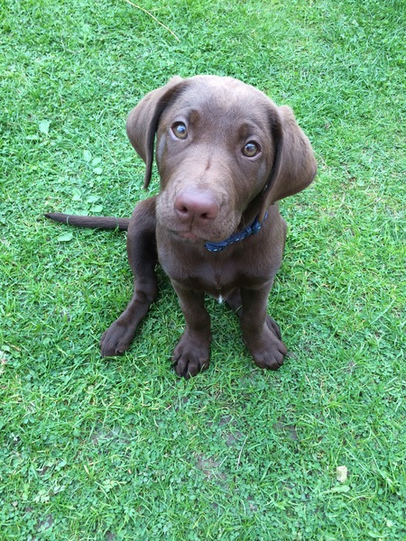 My dog has just eaten a cat's shit and has licked my face - am I going to die?