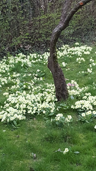 Wildflowers
