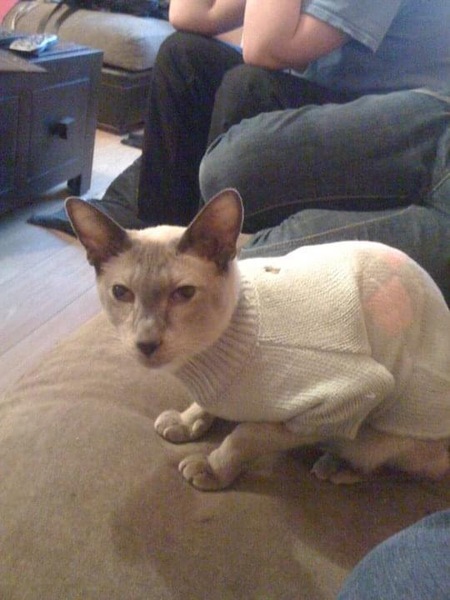To have just bought a cat jumper. For my cat.