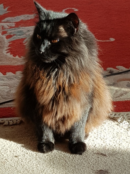 Cat chat thread we've lost count