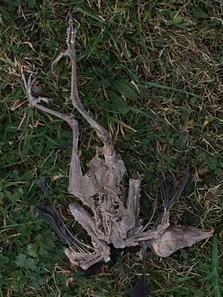 In today's installment of "weird and inexplicable shit we have found when doing up our house", I give you...