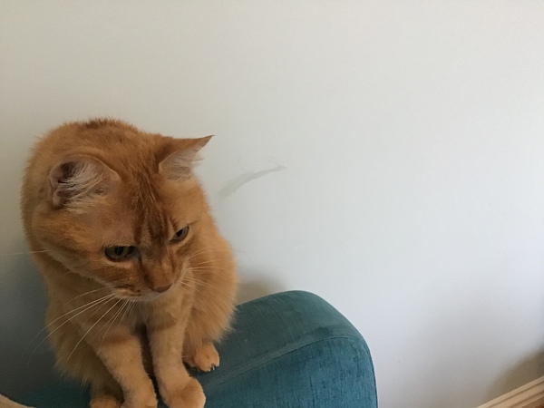 If my cat had AIBU...