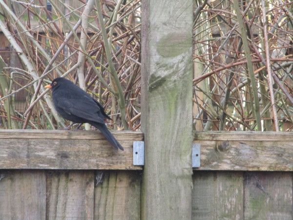 Any Witches here? Part 13