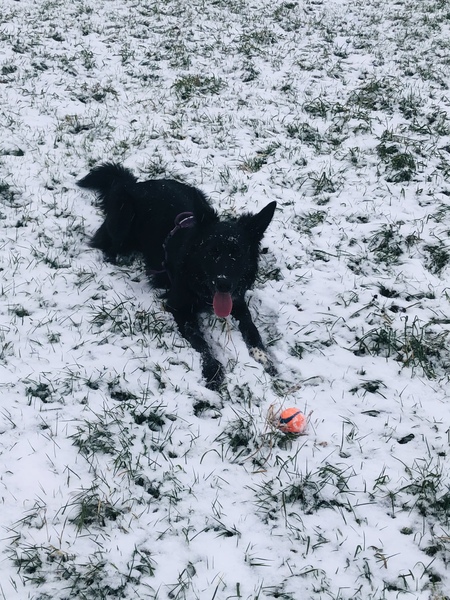 Atypical collie