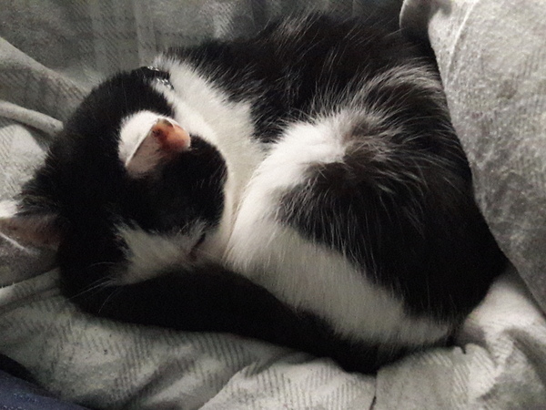 Show me your rescue cat, pleeease!