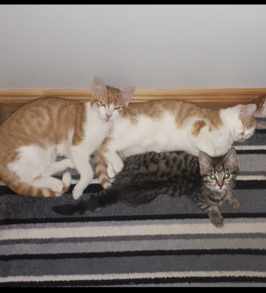 Week 3 - Jan '21 Low Carb Bootcamp - time for Light?