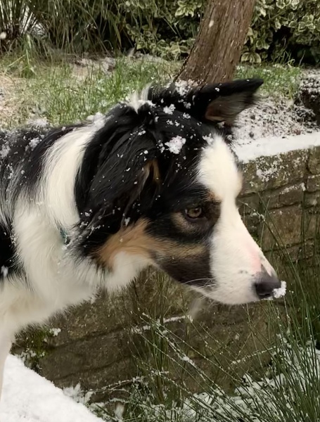 Atypical collie