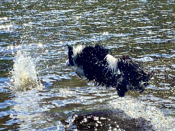 Atypical collie