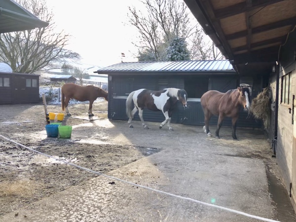 How long do you leave horses in for?