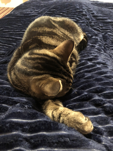 Cat chat thread we've lost count