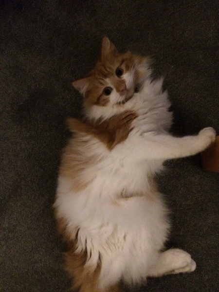 Will My Cat Ever Miaow