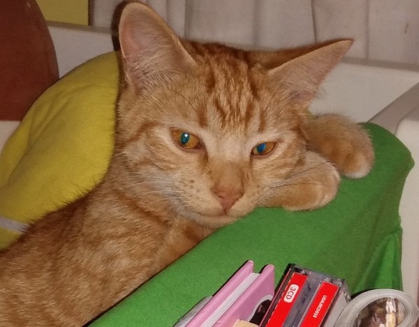 I’m finally going to get a cat!