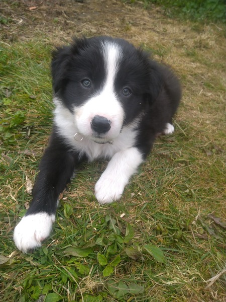 Let's see your collie puppies!